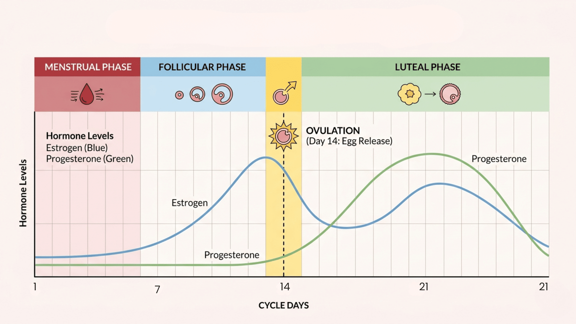 Simple graph showing menstrual cycle phases and hormone changes across 28 days