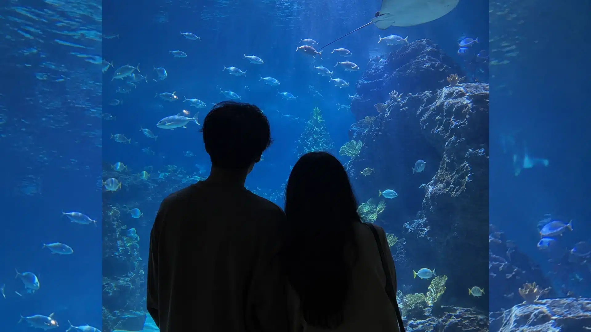 Couple enjoying an aquarium date while watching tropical fish and manta ray in glowing blue tank
